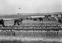 836753 Gezicht op een bloembollenveld in de omgeving van Vogelenzang.